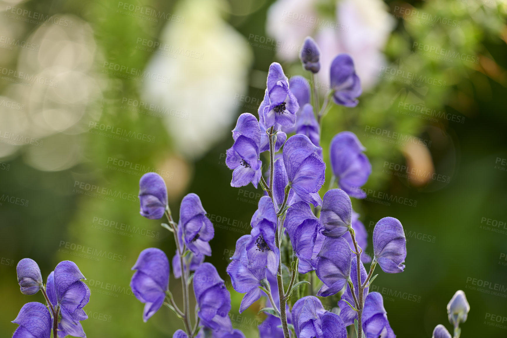 Buy stock photo A series of beautiful garden photos