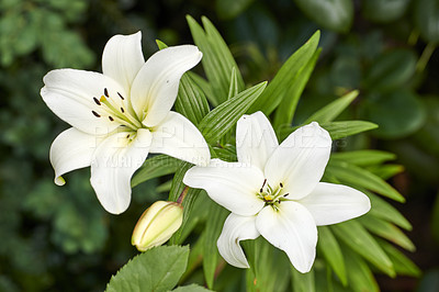 Buy stock photo A series of beautiful garden photos