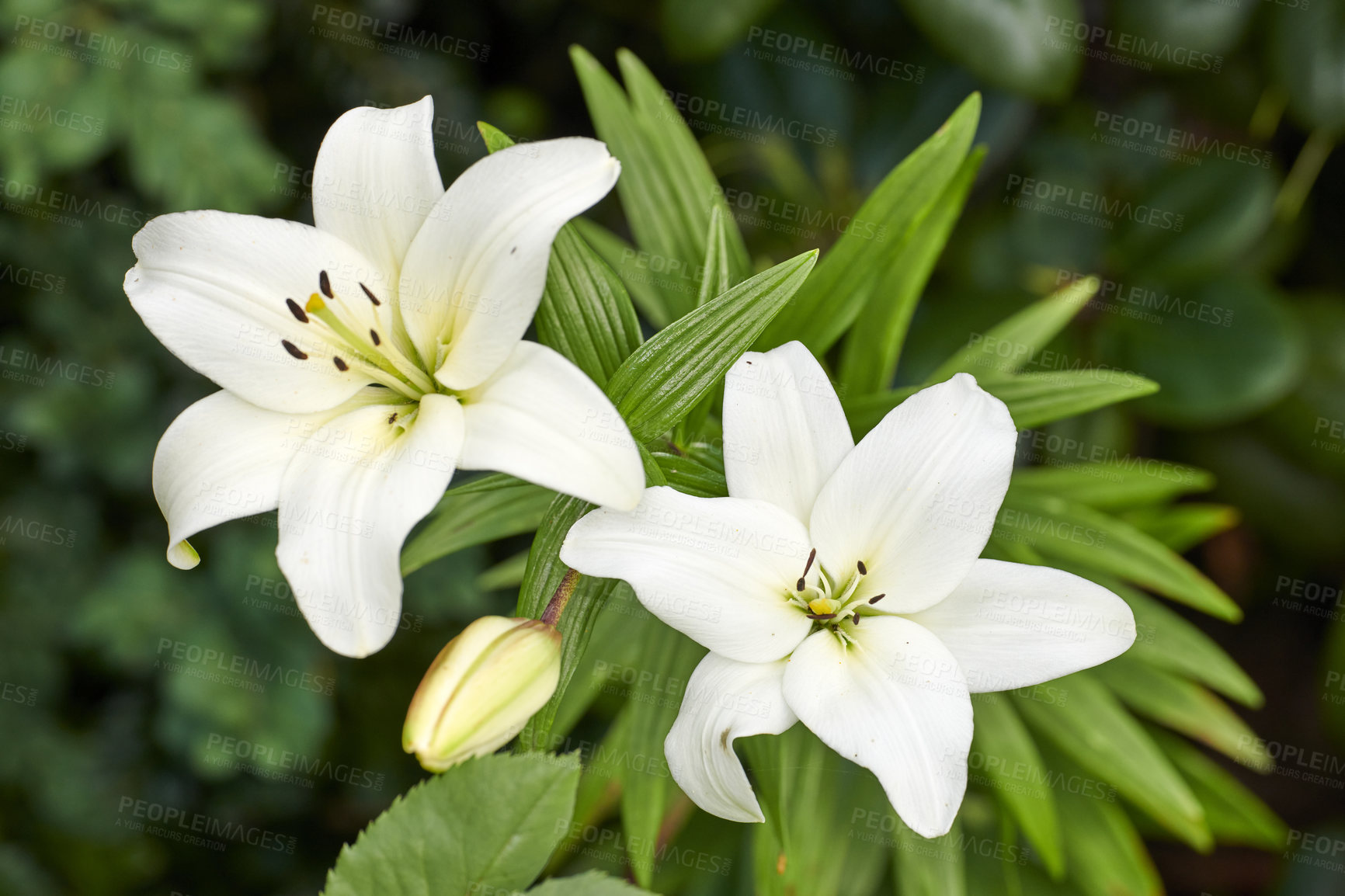 Buy stock photo A series of beautiful garden photos