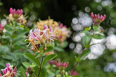 Buy stock photo European honeysuckle flower blooming in a garden. Closeup details of colorful flower petals outdoor in summer. Beautiful vibrant lonicera periclymenum growing in a backyard or park in spring season