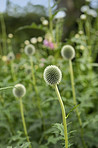 Globe Thistle flowers