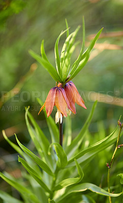 Buy stock photo A series of beautiful garden photos