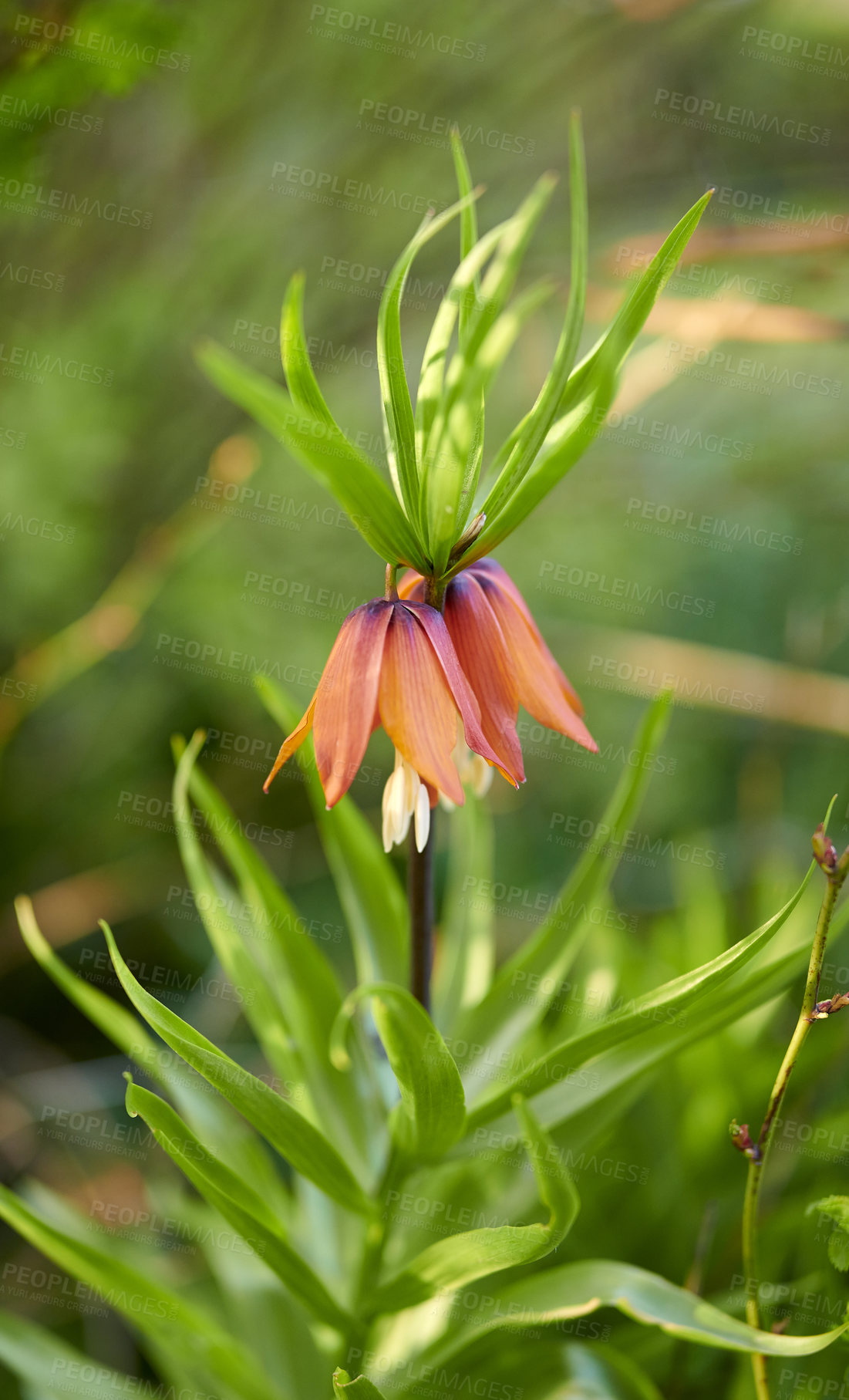 Buy stock photo A series of beautiful garden photos