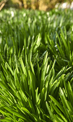 Buy stock photo Bright green buffalo grass growing on the ground in a garden or park outside in nature during summer. Closeup of greenery and foliage outdoors on a spring day in a natural and cultivated habitat