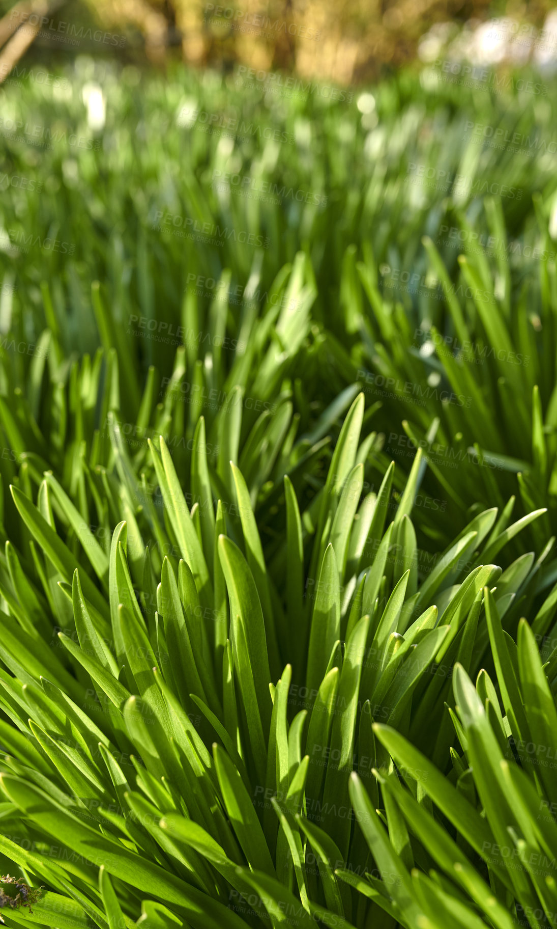 Buy stock photo Bright green buffalo grass growing on the ground in a garden or park outside in nature during summer. Closeup of greenery and foliage outdoors on a spring day in a natural and cultivated habitat