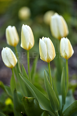 Buy stock photo White garden tulips growing in spring. Closeup of didier's tulip from the tulipa gesneriana species with vibrant petals and green stems blossoming and blooming in nature on a sunny day in spring