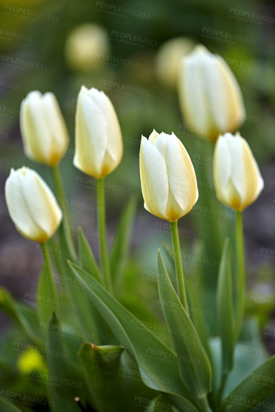 Buy stock photo White garden tulips growing in spring. Closeup of didier's tulip from the tulipa gesneriana species with vibrant petals and green stems blossoming and blooming in nature on a sunny day in spring