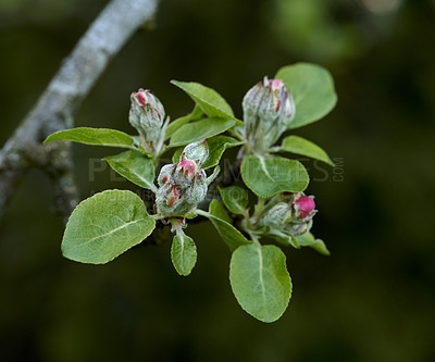 Buy stock photo Copy space closeup of paradise apple flowers growing on green tree branch on sustainable orchard countryside farm with bokeh background. Farming fresh, healthy snack fruit for nutrition and vitamins