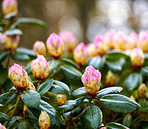 Rhododendron - garden flowers in May