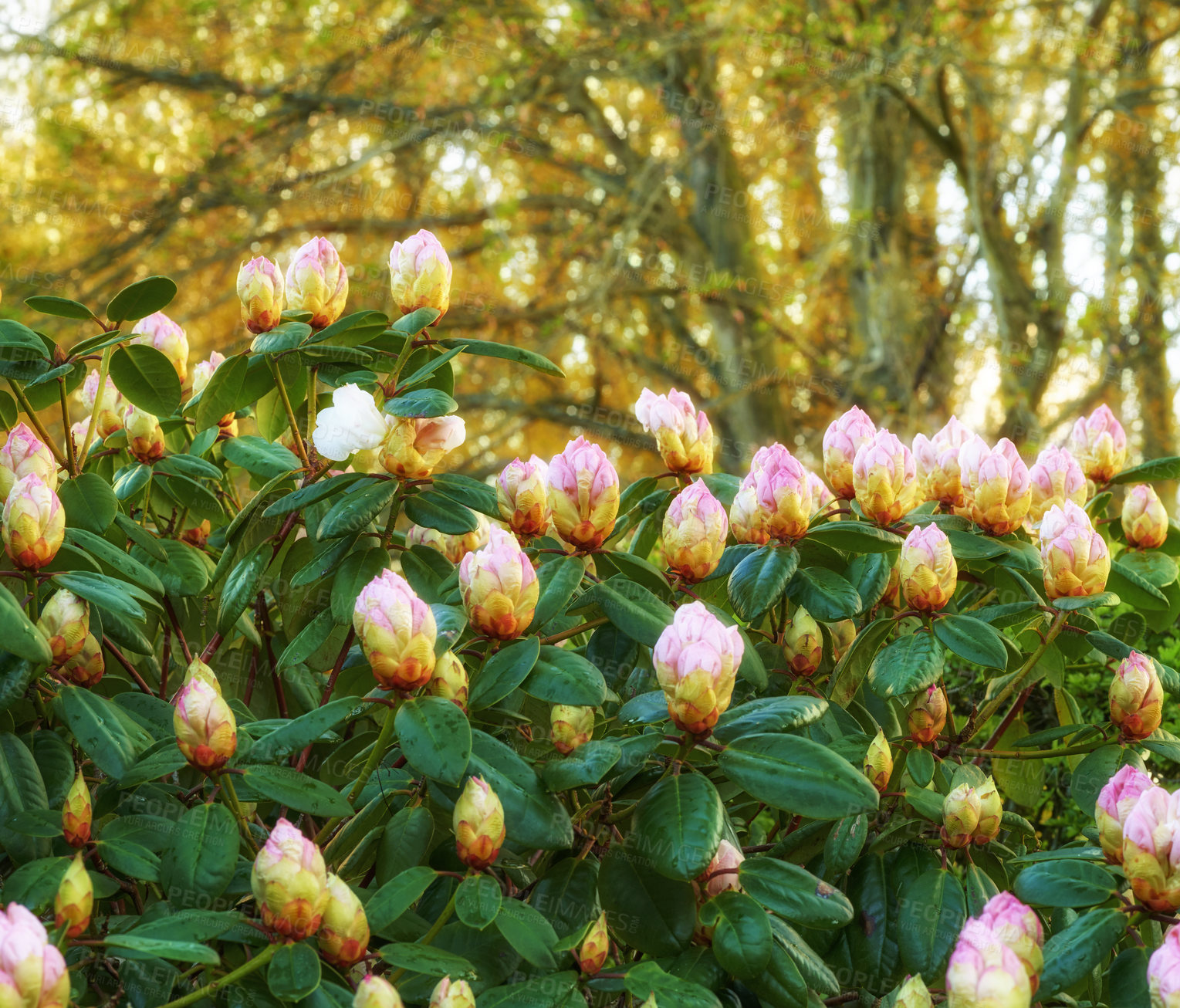 Buy stock photo Rhododendron is a genus of 1,024 species of woody plants in the heath family, either evergreen or deciduous, and found mainly in Asia, although it is also widespread throughout the Southern Highlands of the Appalachian Mountains of North America.