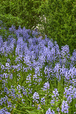 Buy stock photo Beautiful spanish bluebell or hyacinthoides hispanica foliage with vibrant petals blooming and blossoming in nature on a sunny day in spring. Closeup of colorful purple flowers growing in a garden