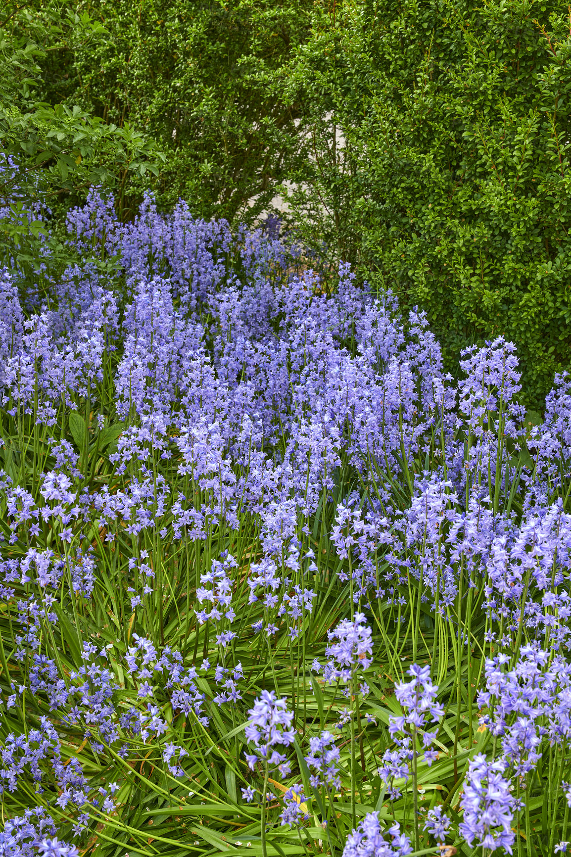 Buy stock photo Beautiful spanish bluebell or hyacinthoides hispanica foliage with vibrant petals blooming and blossoming in nature on a sunny day in spring. Closeup of colorful purple flowers growing in a garden