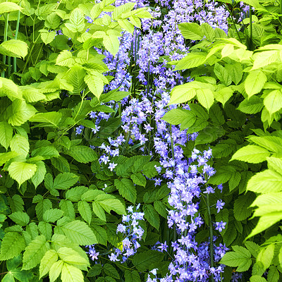 Buy stock photo A photo of beautiful Blue flowers in springtime