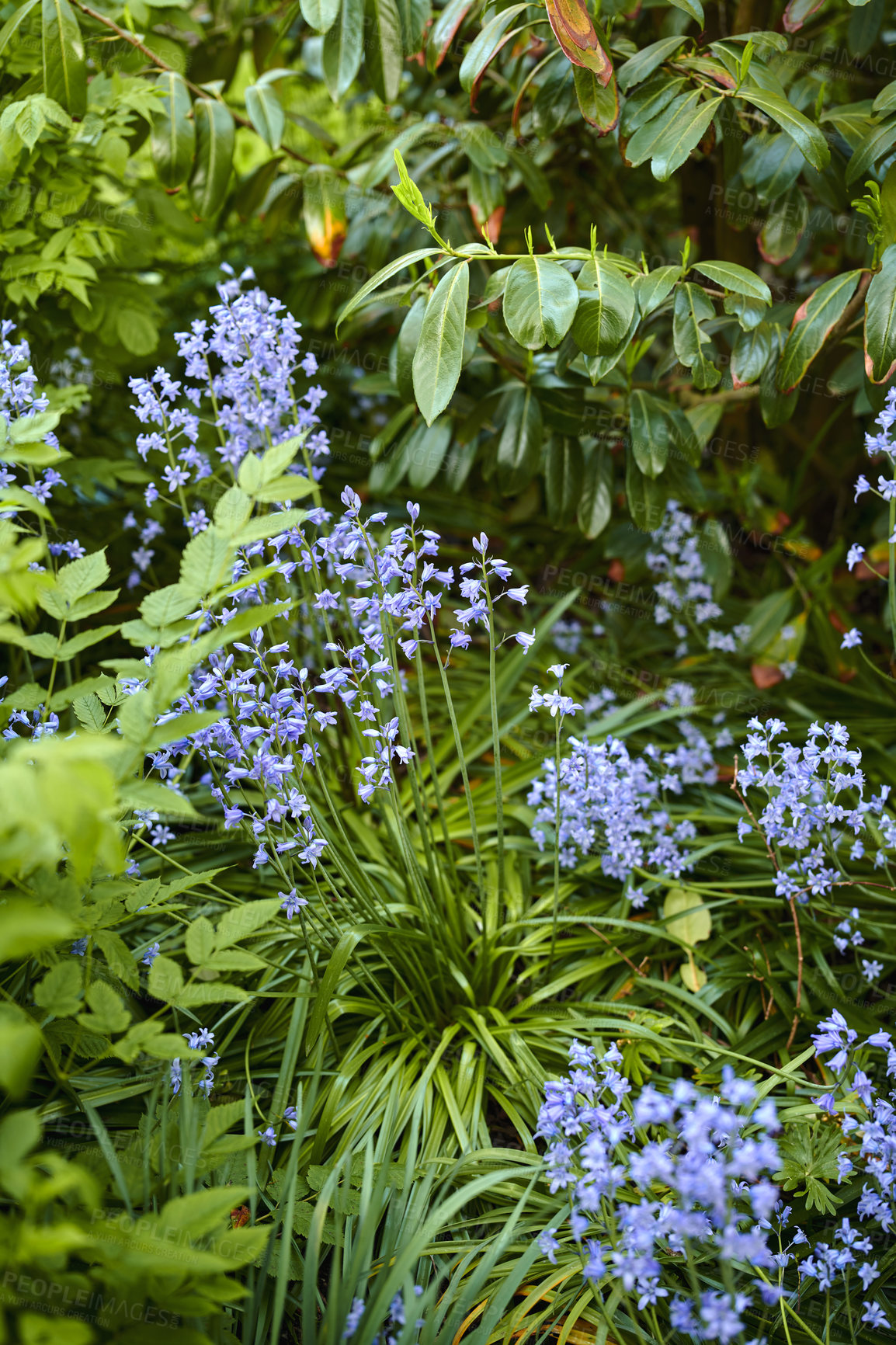 Buy stock photo Colorful purple flowers growing in a garden. Closeup of beautiful spanish bluebell or hyacinthoides hispanica foliage with vibrant petals blooming and blossoming in nature on a sunny day in spring