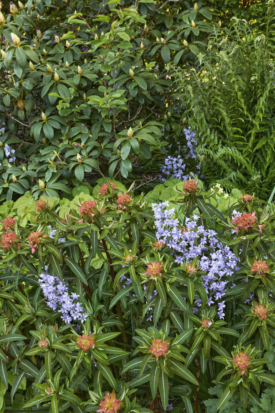 Buy stock photo Bluebell and peking spurge flowers in a green park. Nature landscape of purple blue and orange flowering plants growing in between lush tree and shrub foliage in an outdoor spring garden or backyard