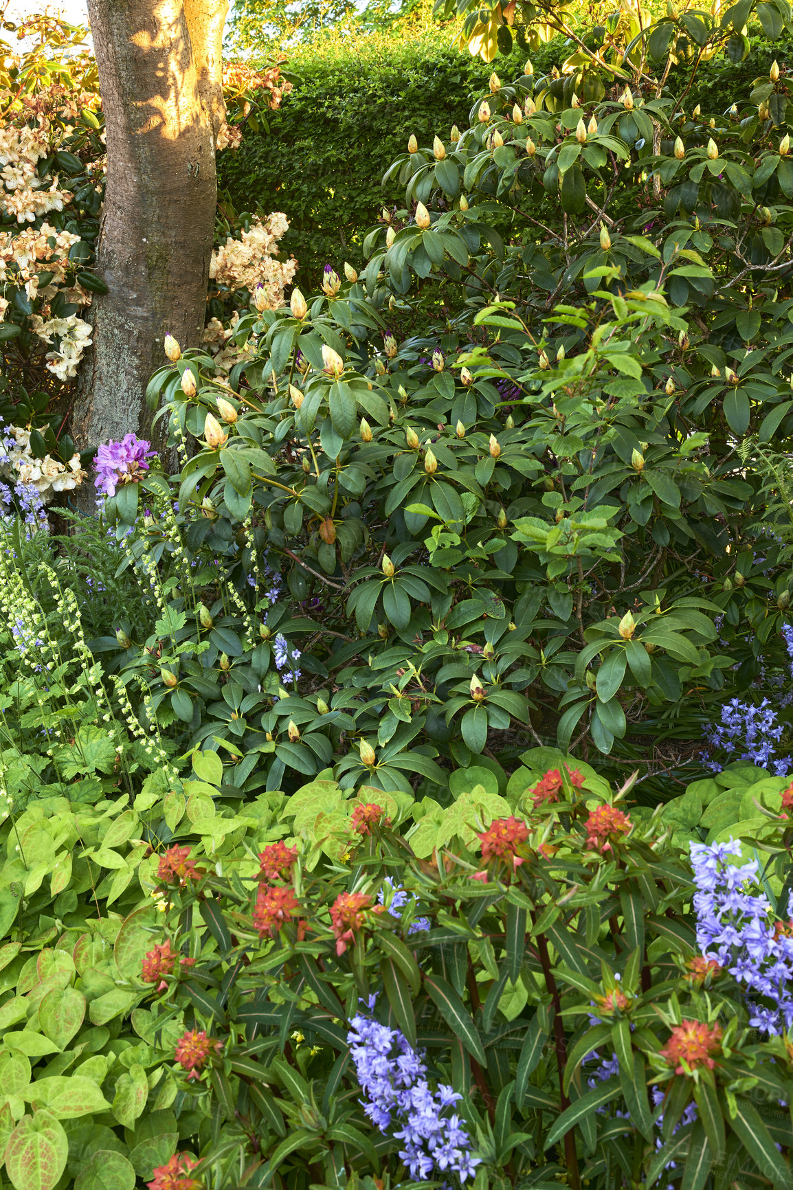 Buy stock photo Colorful garden with different plants and flowers in the sun. Bright spanish bluebells, great laurels and barrenwort leaves growing in a park. Vibrant nature with views of lush foliage in spring