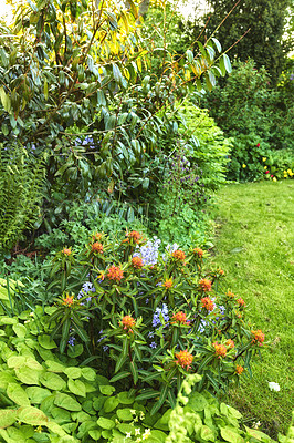 Buy stock photo Vibrant orange fireglow griffiths spurge and purple spanish bluebell flowers blooming in nature. Bright, colorful flowering plants growing in a garden or park on a sunny day outdoors in spring