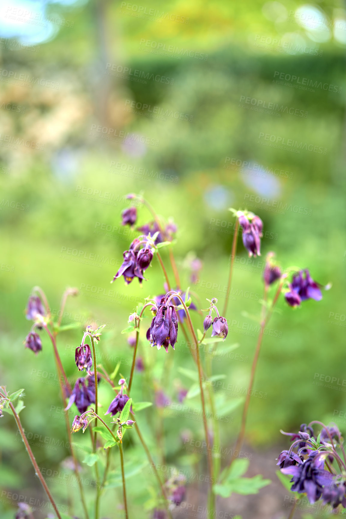 Buy stock photo Colorful purple flowers growing in a garden. Closeup of beautiful common columbine, granny's bonnet or aquilegia vulgaris plants with vibrant petals blooming and blossoming in nature on a sunny day