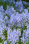 Bluebells in my garden