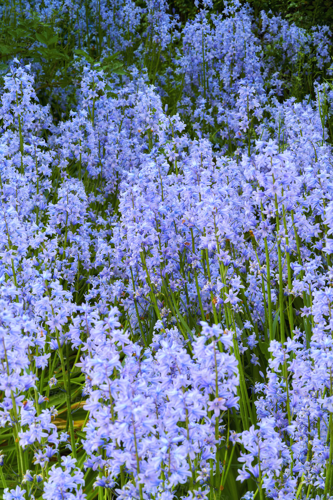 Buy stock photo Colorful purple flowers growing in a garden. Closeup of beautiful spanish bluebell or hyacinthoides hispanica foliage with vibrant petals blooming and blossoming in nature on a sunny day in spring