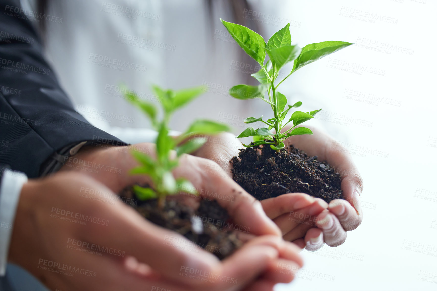 Buy stock photo Hands, team and plants in soil for earth day, environment conservation or future sustainability of business people together. Closeup, help and green leaf for eco friendly growth or support for nature