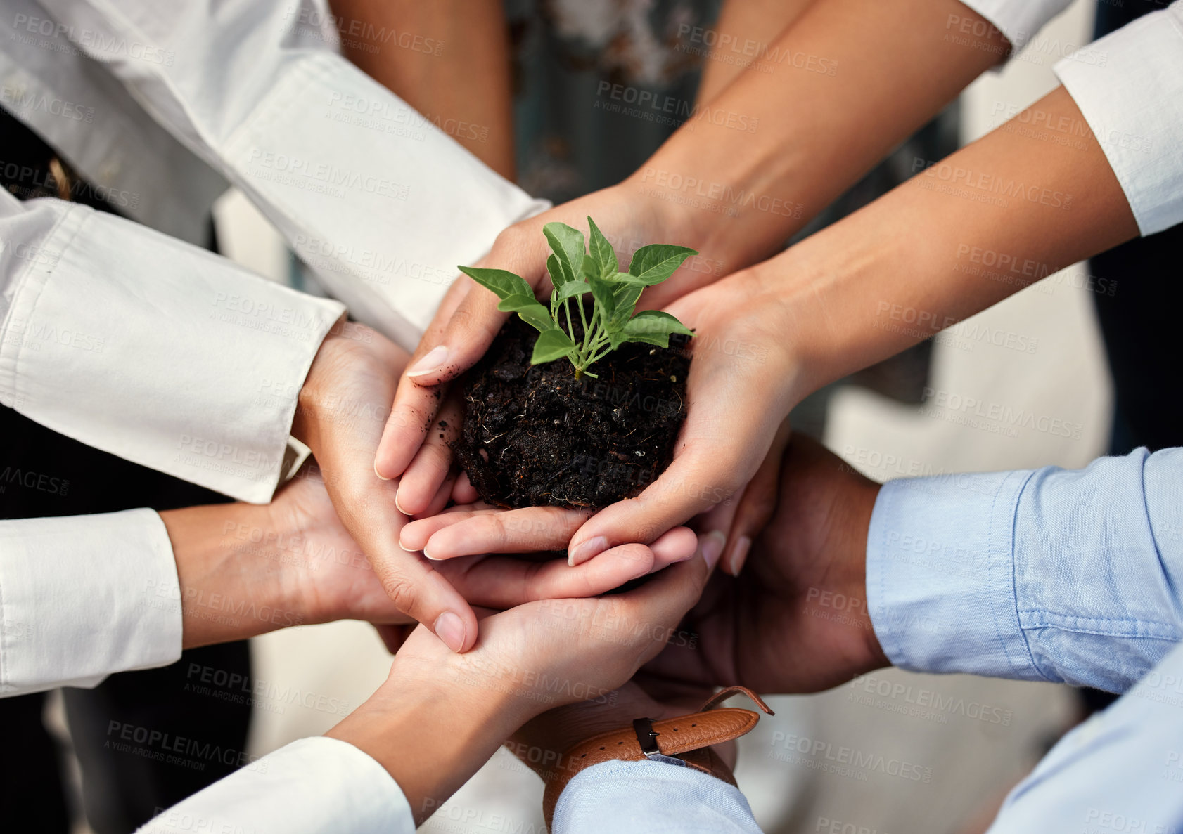 Buy stock photo Business people, hands and plant with teamwork, synergy and sustainability, ecology and corporate growth for future. Staff, environment and earth day, diversity and palm, peace or support for care