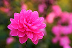 Beautiful flowers from my garden