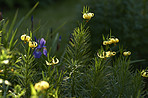 Garden flowers in summertime