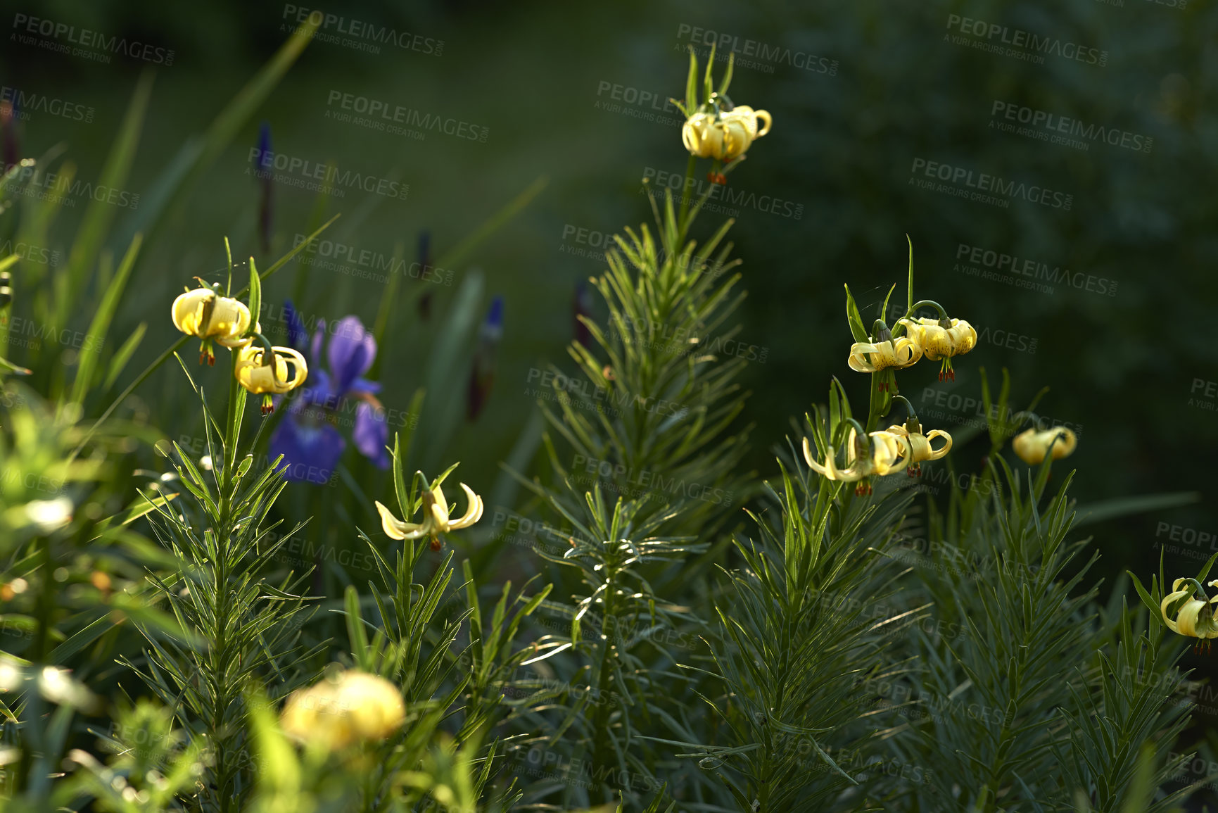 Buy stock photo A photo of beautiful garden details