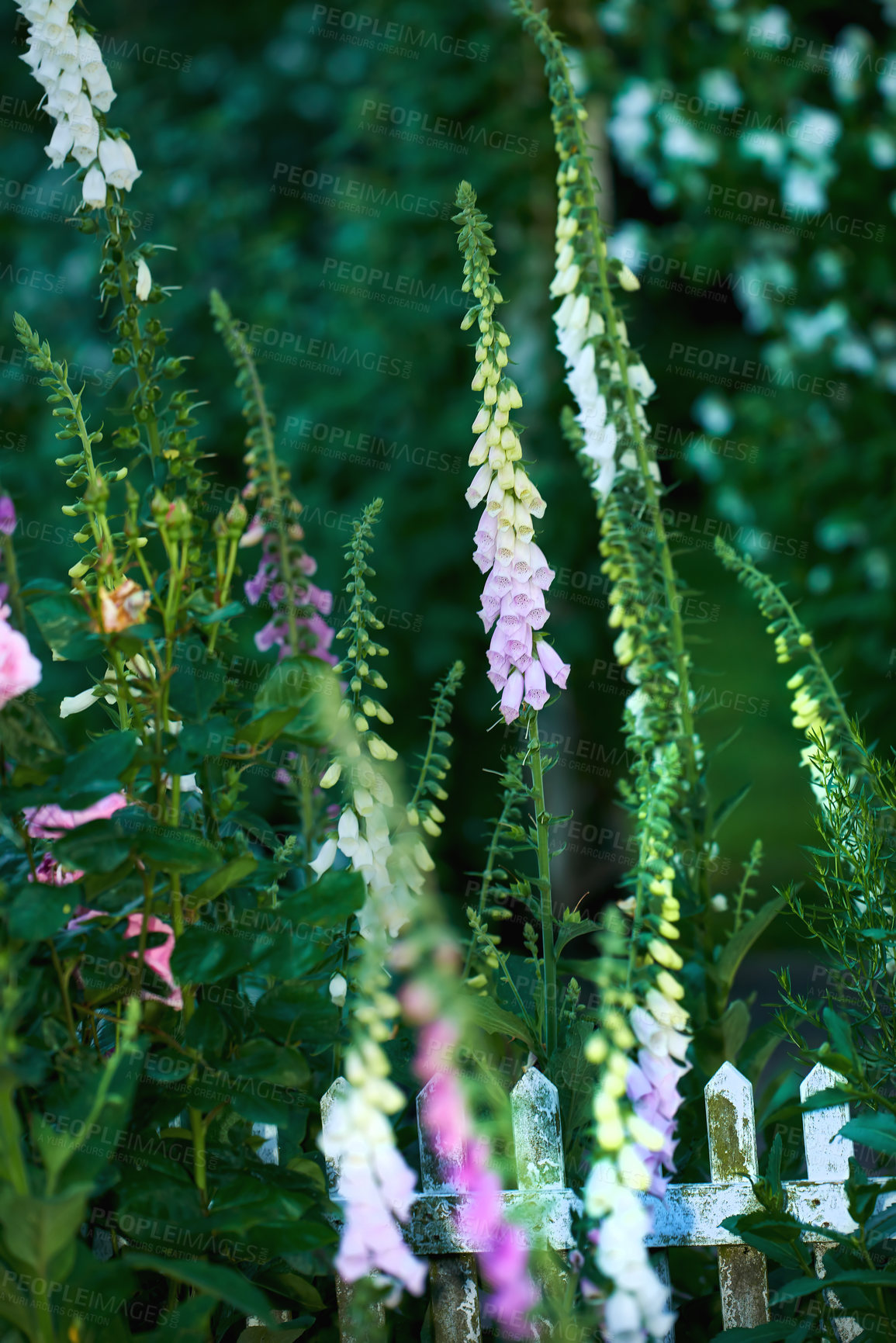 Buy stock photo Common Foxglove flowers growing in green garden in spring season. Beautiful, colorful tubular pink and yellow flowering plants. Floral in between a dense lush environment or backyard summer foliage