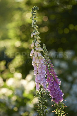 Buy stock photo A series of beautiful garden photos