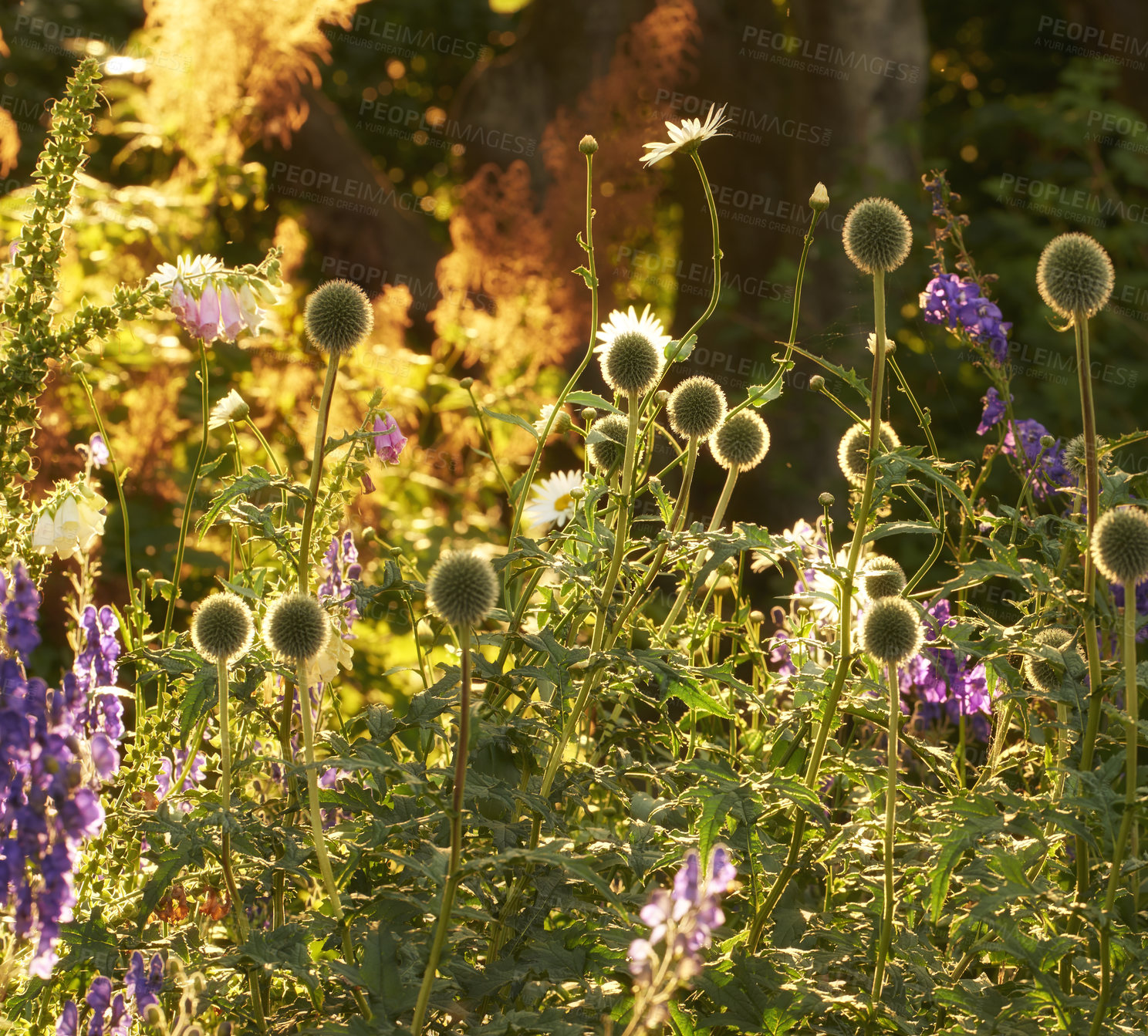 Buy stock photo A series of beautiful garden photos