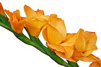 Beautiful flowers from my garden