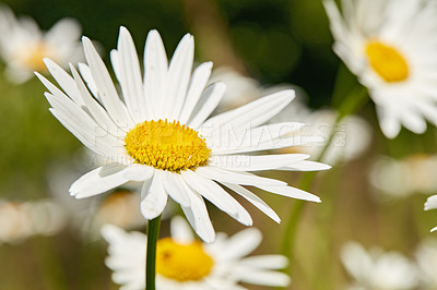 Buy stock photo Daisy flowers growing in a field or botanical garden on a sunny day outdoors. Shasta or max chrysanthemum daisies from the asteraceae species with white petals and yellow pistil blooming in spring