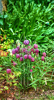 Buy stock photo A series of beautiful garden photos