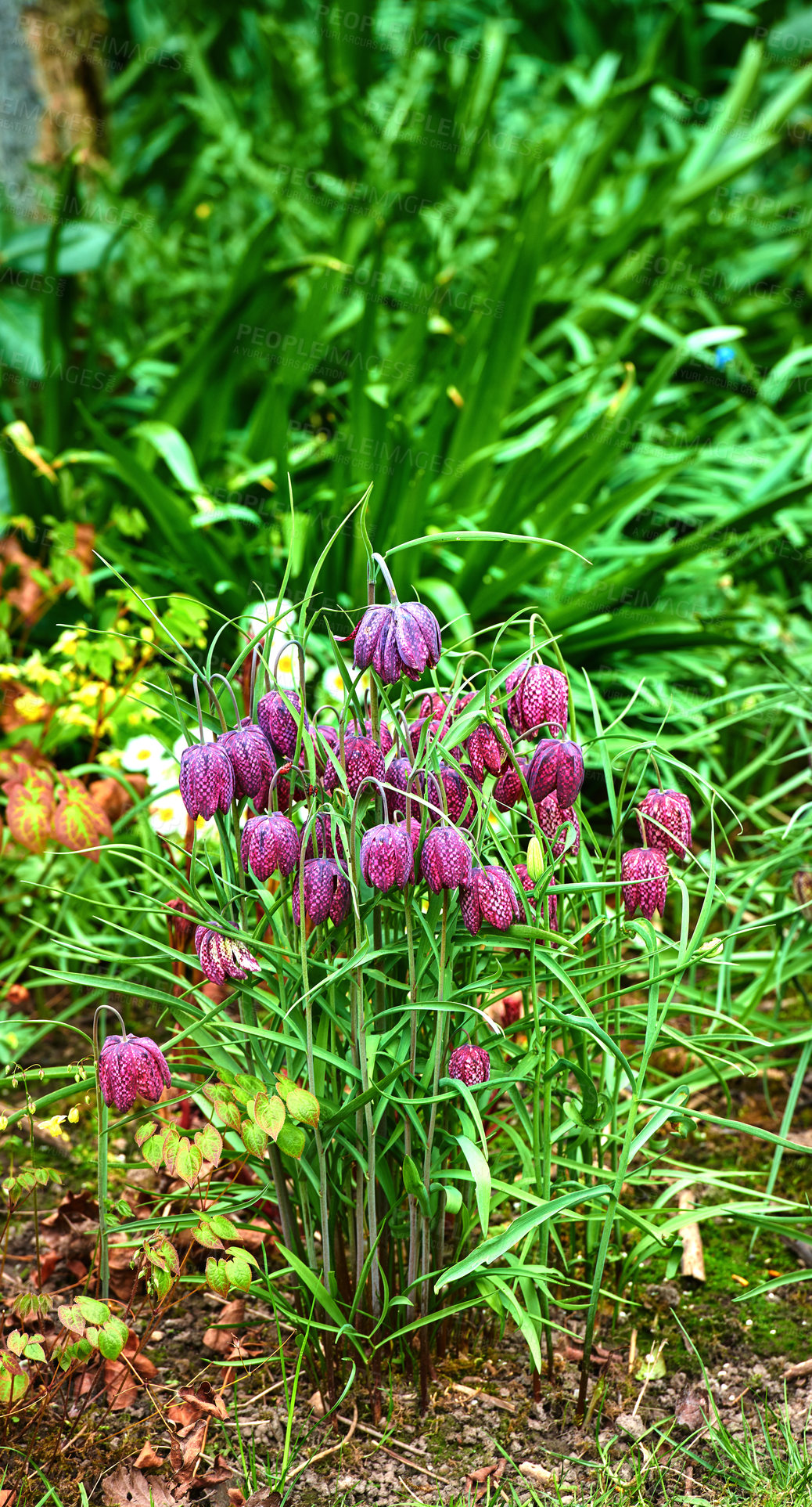 Buy stock photo A series of beautiful garden photos