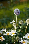 Globe Thistle flowers