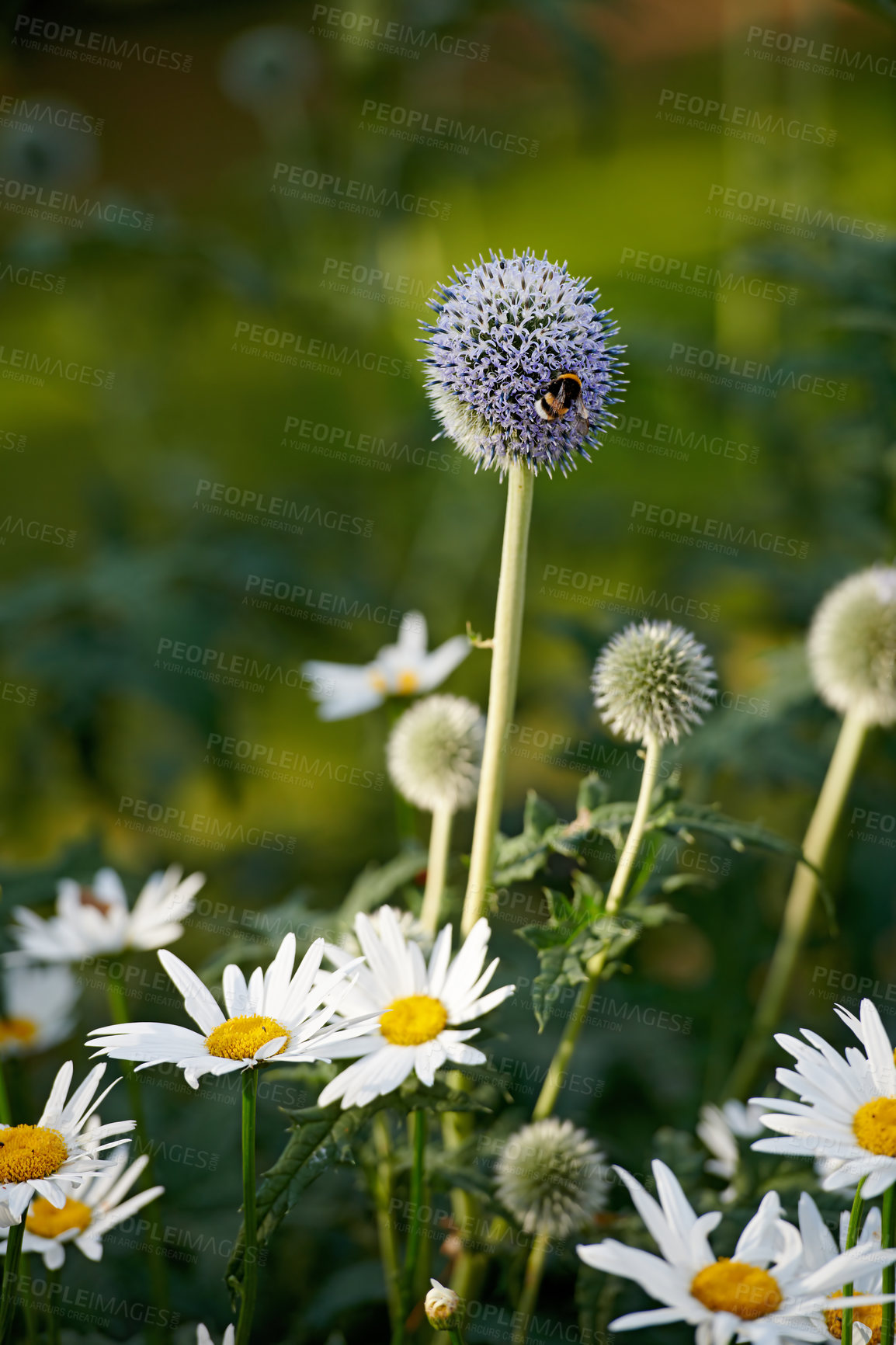 Buy stock photo Closeup of bees pollinating Great globe thistle and Shasta daisy flower plants. Blooming in a nature garden or mountain grass field in Spring, with a blurred green scenery and background.