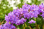 Rhododendron - garden flowers in May