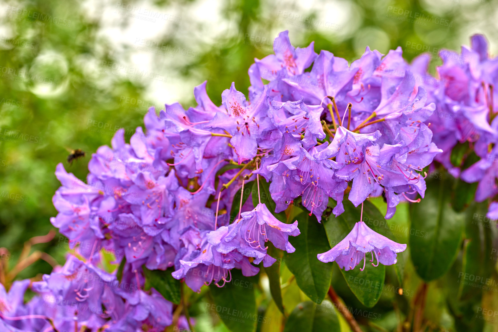 Buy stock photo Rhododendron is a genus of 1,024 species of woody plants in the heath family, either evergreen or deciduous, and found mainly in Asia, although it is also widespread throughout the Southern Highlands of the Appalachian Mountains of North America.