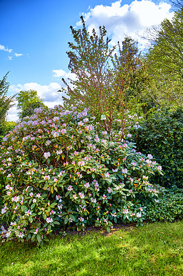 Buy stock photo A series of beautiful garden photos