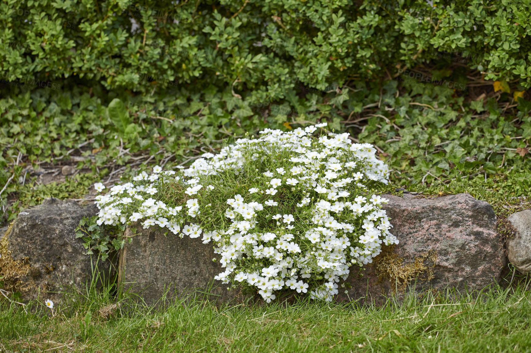 Buy stock photo A series of beautiful garden photos