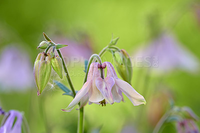 Buy stock photo A series of beautiful garden photos