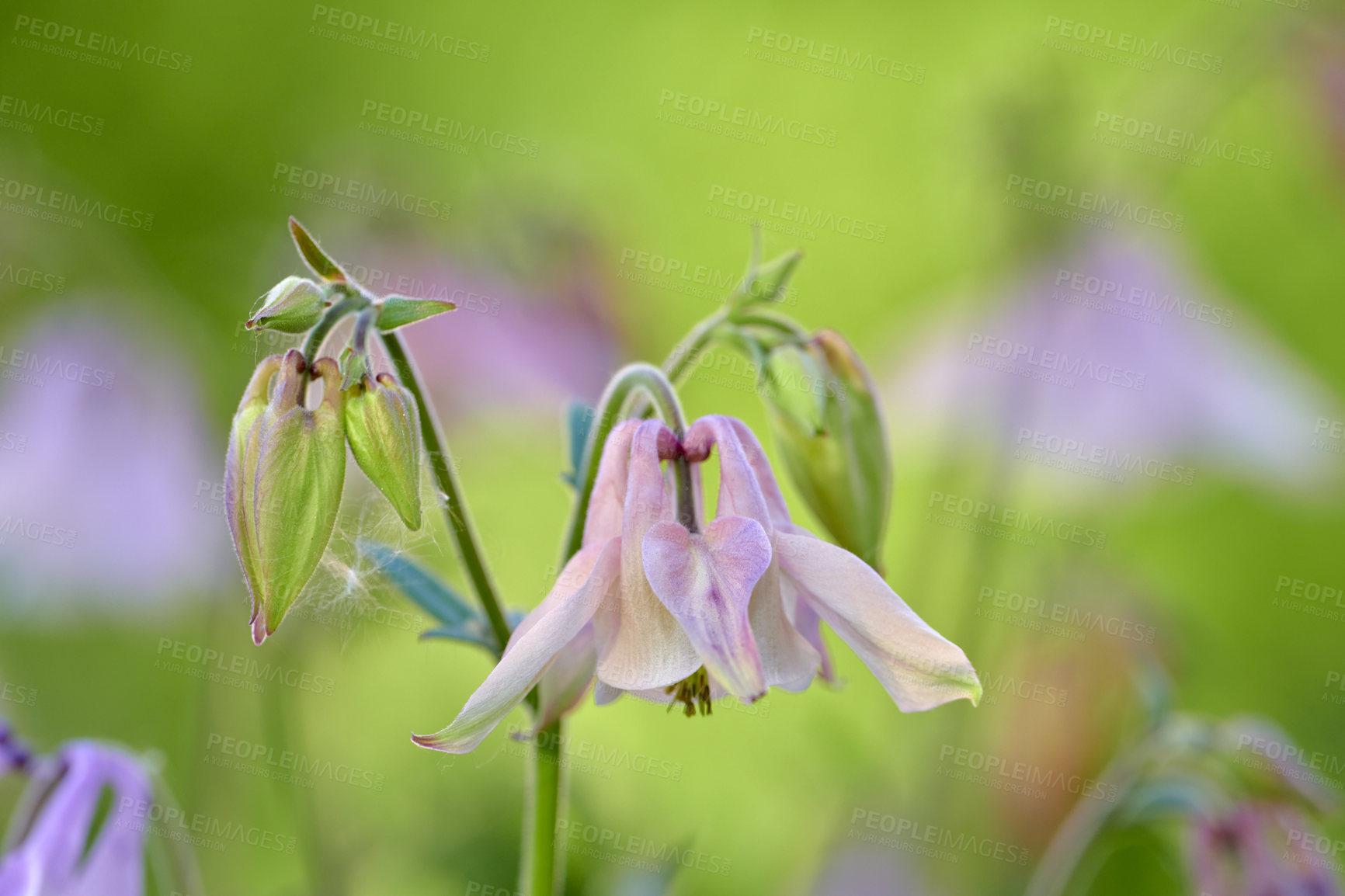 Buy stock photo A series of beautiful garden photos