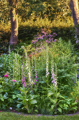 Buy stock photo Foxgloves flowers growing and blooming in a botanical garden. Beautiful variety of flowering and colorful plants in a backyard in summer. Scenic outdoor landscaping in a public nature environment