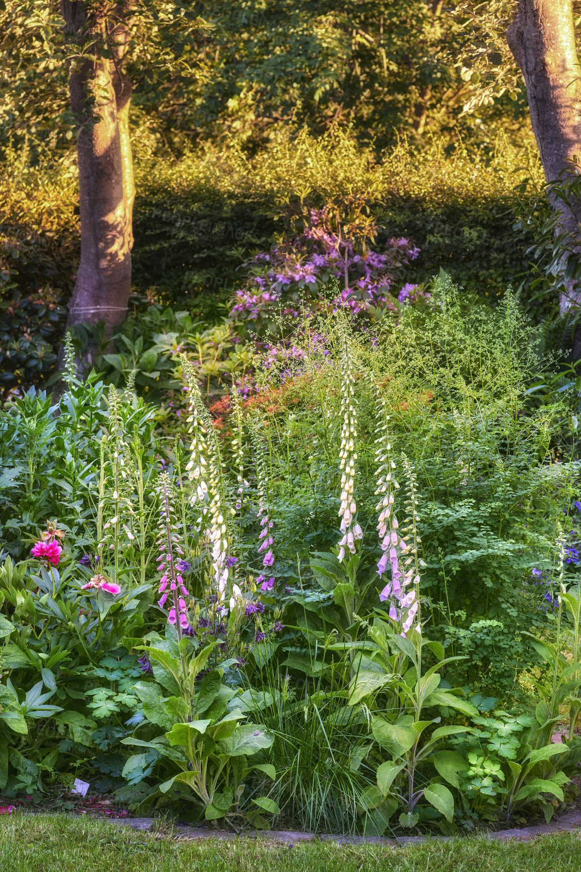 Buy stock photo Foxgloves flowers growing and blooming in a botanical garden. Beautiful variety of flowering and colorful plants in a backyard in summer. Scenic outdoor landscaping in a public nature environment