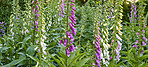 The foxgloves in the garden