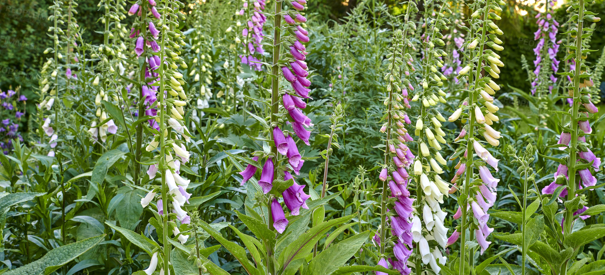Buy stock photo Common Foxglove flower plants or Digitalis purpurea growing and blooming in a botanical garden on a Spring day. Closeup of nature in a forest with selective focus on Fairy Bells stalks and leaves.