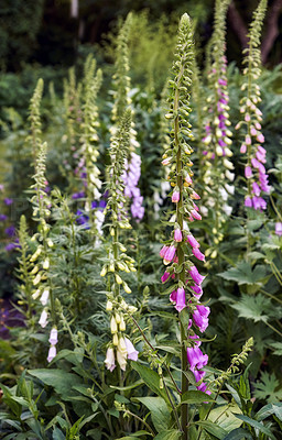 Buy stock photo Colorful foxgloves - digitalis purpurea 