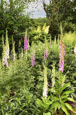 Buy stock photo White and pink common foxgloves growing and flowering in a lush green garden at home. Bunch of digitalis purpurea bushes blooming in landscaped and horticulture backyard as medicinal herbal plants